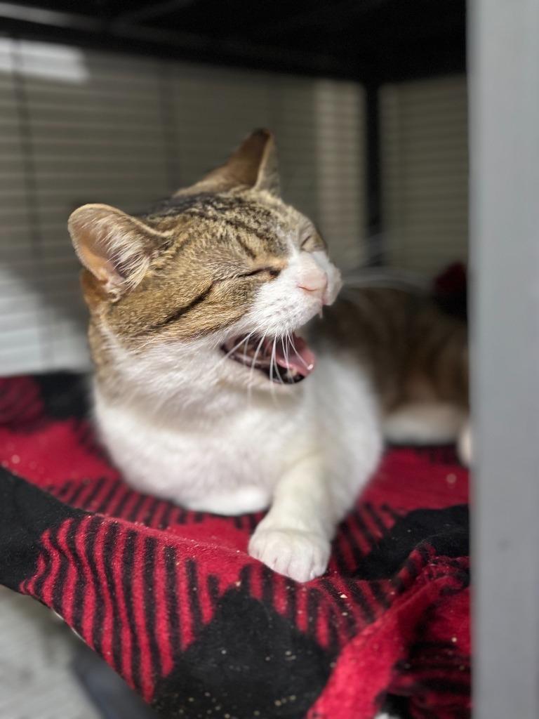 Caterpillar, Adoptable, Adult Female Domestic Short Hair.