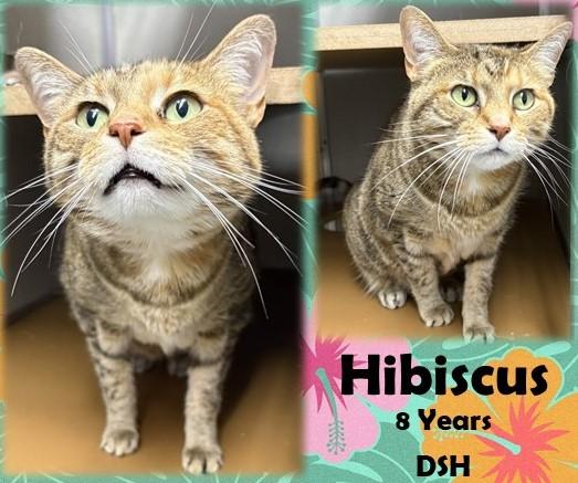 Hibiscus, ADOPTABLE, Senior Female Domestic Short Hair.