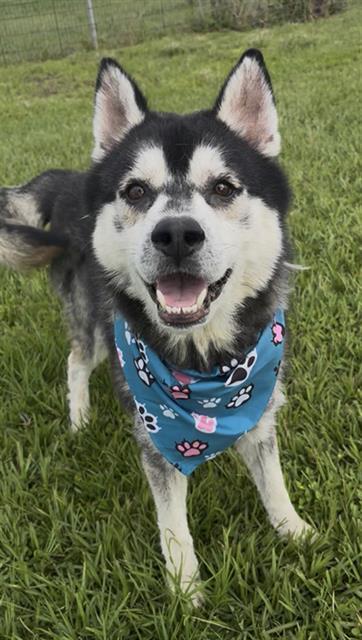 TRIPP, Adoptable, Young Male Husky.