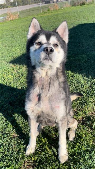 TRIPP, Adoptable, Young Male Husky.