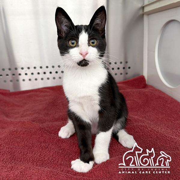 Enlarge PANDA, a Adoptable Domestic Short Hair in Irvine, CA image 1/1
