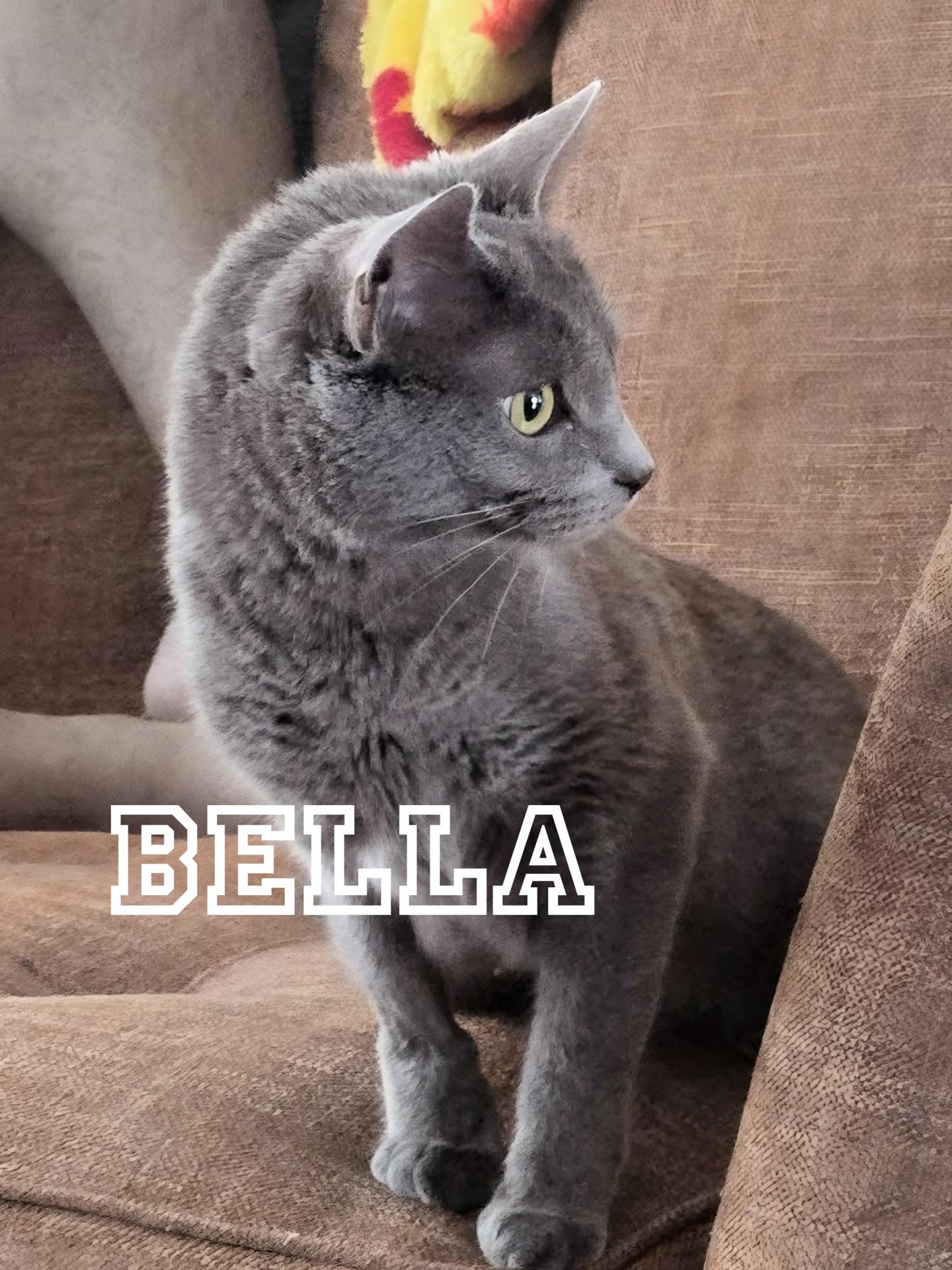 Bella and Asher...a bonded pair, Adoptable, Adult Female Domestic Short Hair.