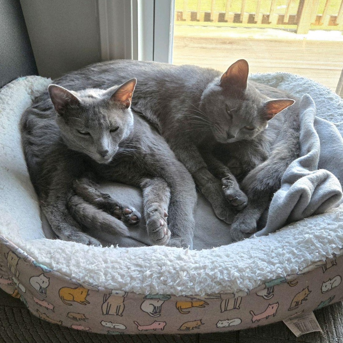 Bella and Asher...a bonded pair, an adoptable Domestic Short Hair in Murfreesboro, TN image 1/3