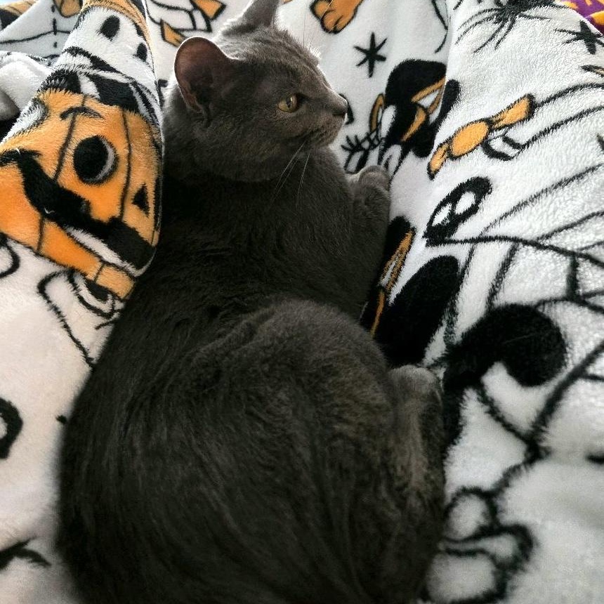 Bella and Asher...a bonded pair, an adoptable Domestic Short Hair in Murfreesboro, TN image 2/3