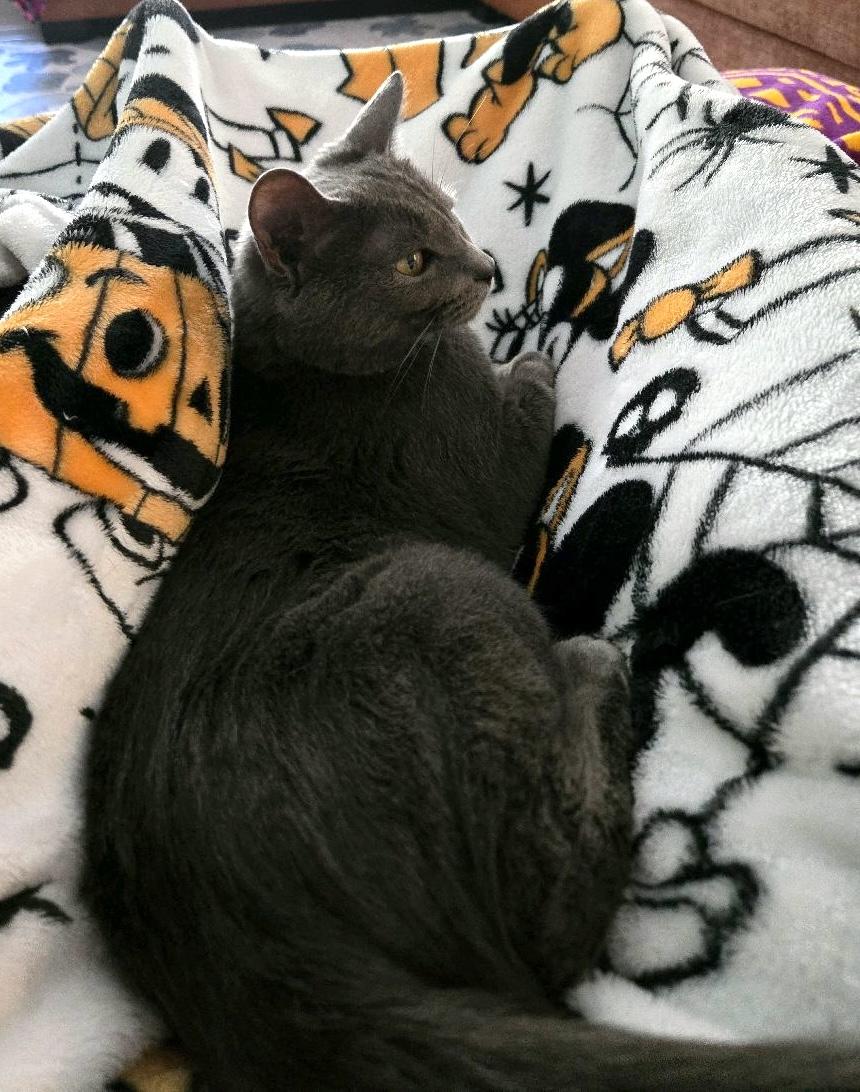 Enlarge Bella , an adopted Domestic Short Hair in Murfreesboro, TN image 2/3