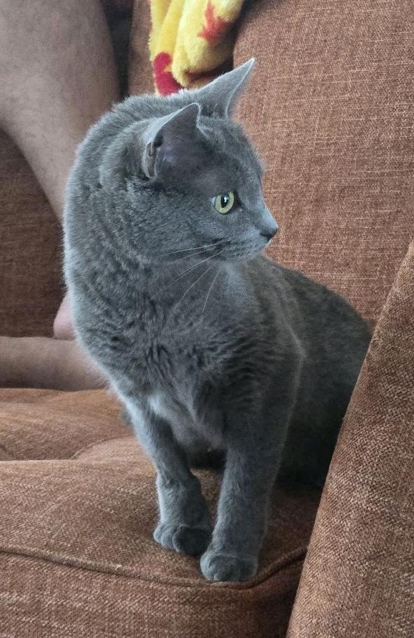 Enlarge Bella , an adopted Domestic Short Hair in Murfreesboro, TN image 3/3