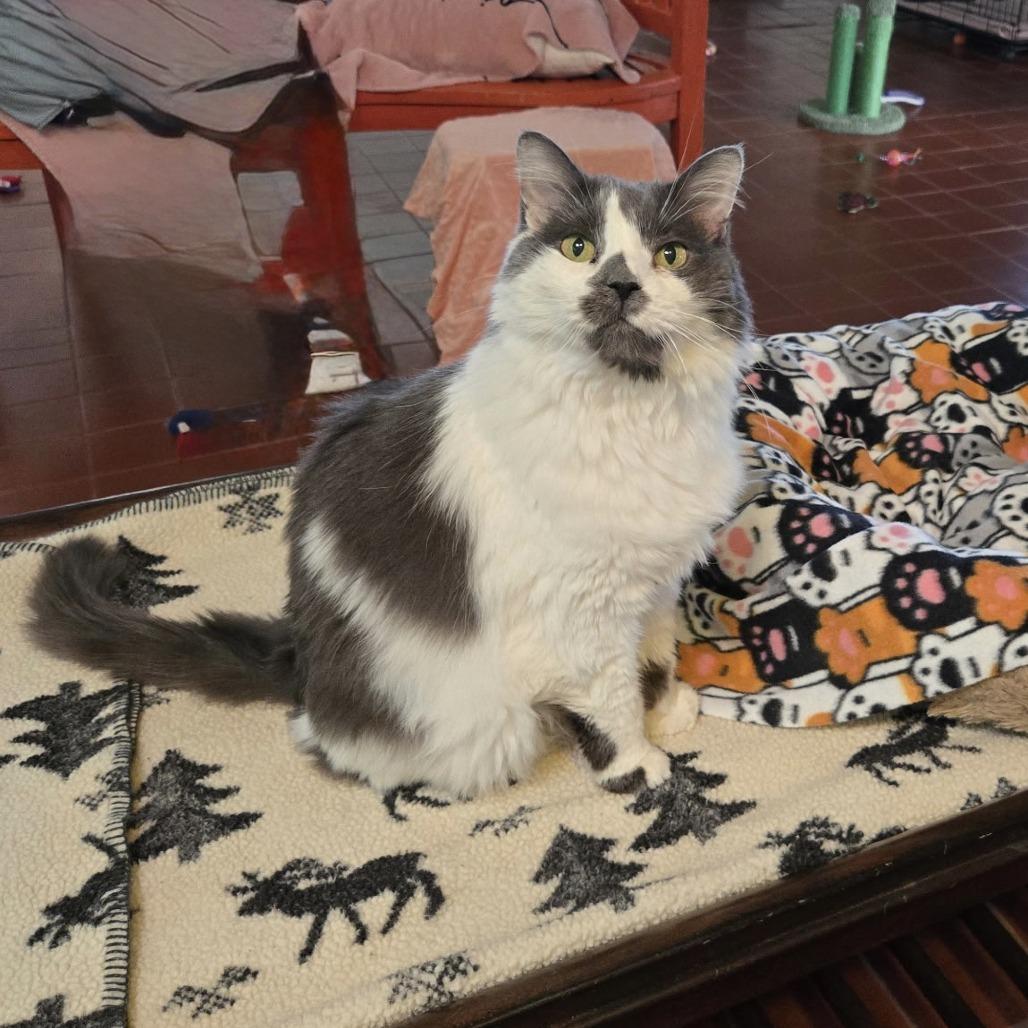 Gracie, Adoptable, Senior Female Domestic Medium Hair.