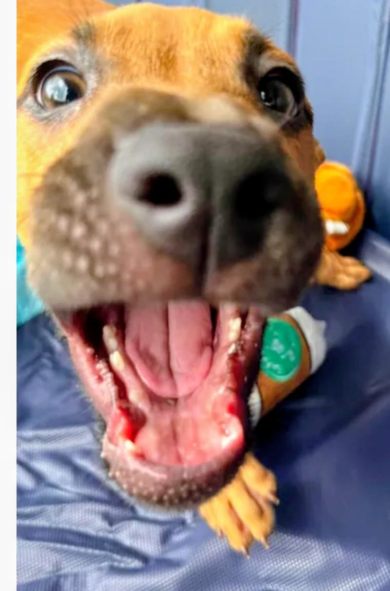 Enlarge Honey 4, a ADOPTABLE Labrador Retriever in Hampton, VA image 2/6