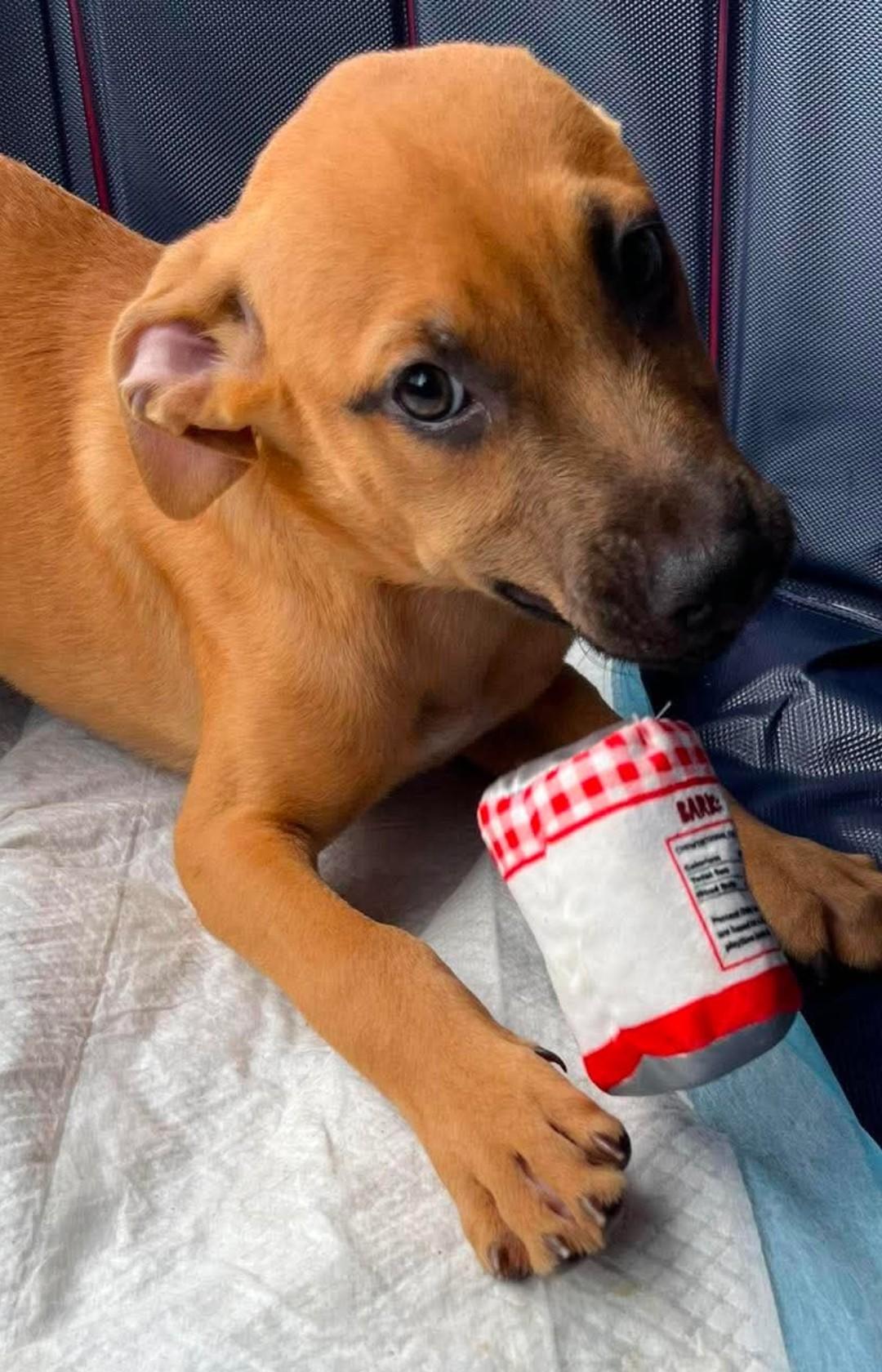 Enlarge Honey 4, a ADOPTABLE Labrador Retriever in Hampton, VA image 6/6