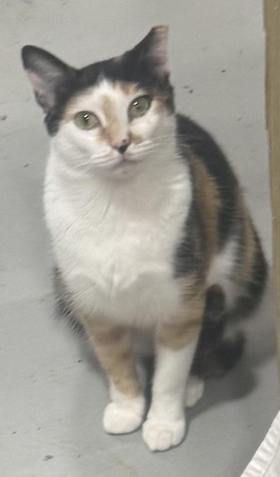 Enlarge Quasi, a Adoptable mixed breed in Jackson, GA image 1/3