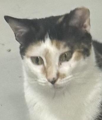 Enlarge Quasi, a Adoptable mixed breed in Jackson, GA image 2/3