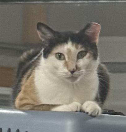 Enlarge Quasi, a Adoptable mixed breed in Jackson, GA image 3/3