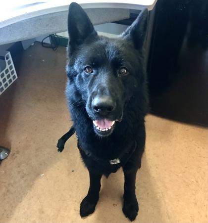 BEAR, Adoptable, Adult Male German Shepherd Dog & Mixed Breed.