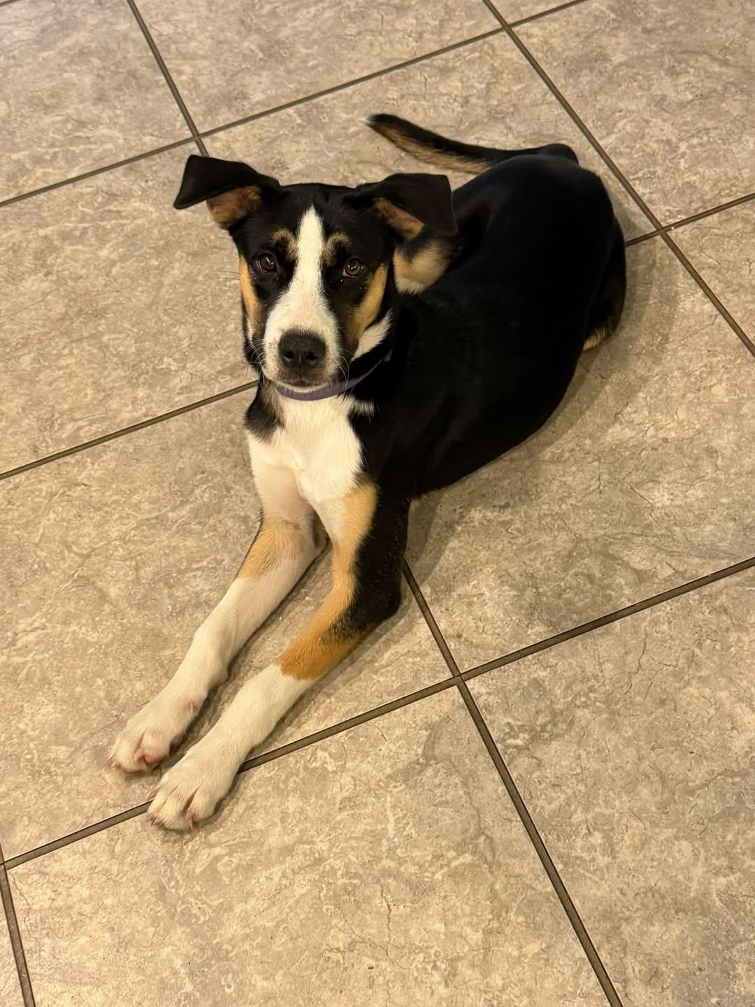 Daisy, Adoptable, Puppy Female Border Collie.
