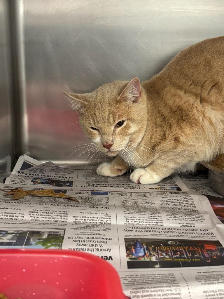 Enlarge COGSWORTH, a Adopted mixed breed in Belton, TX image 1/1