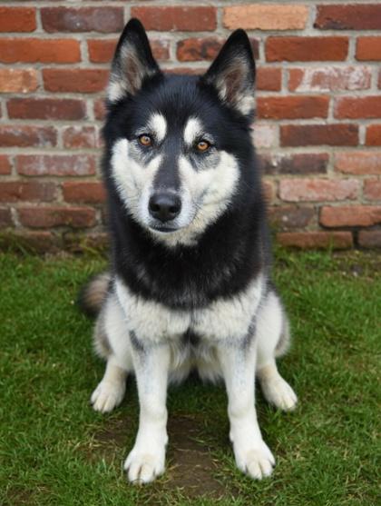 Finn, Adoptable, Adult Male Siberian Husky & German Shepherd Dog.
