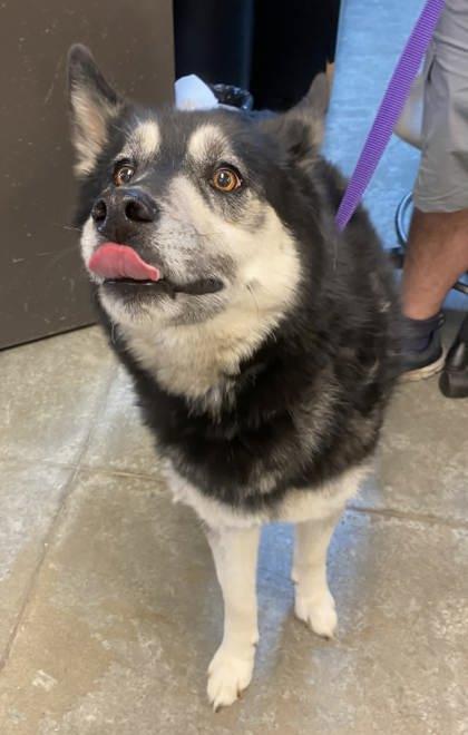 Enlarge Finn, a Adoptable mixed breed in Bowling Green, KY image 2/3