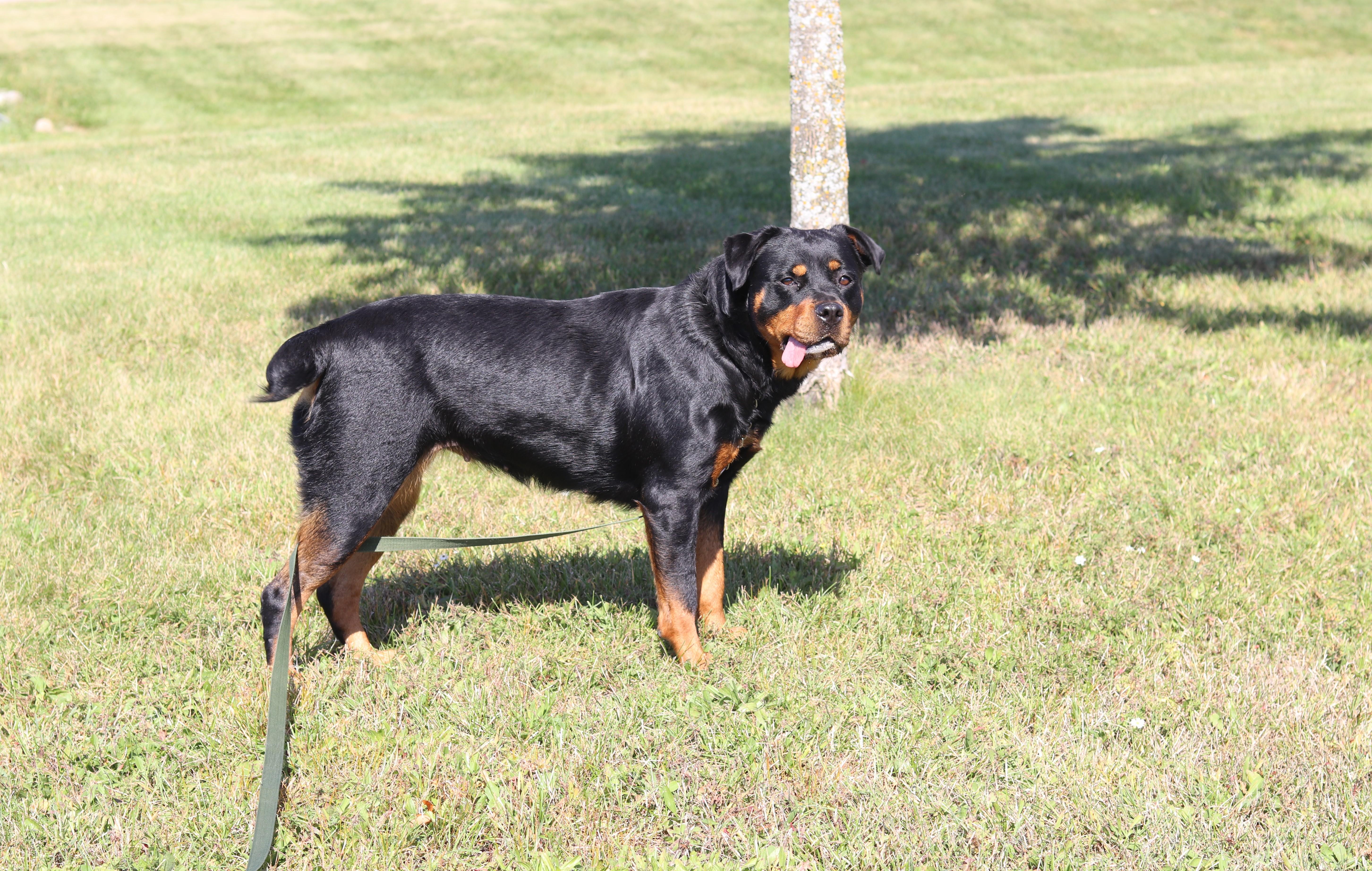 Enlarge Phoenix, a Adoptable Rottweiler in Ionia, MI image 5/6