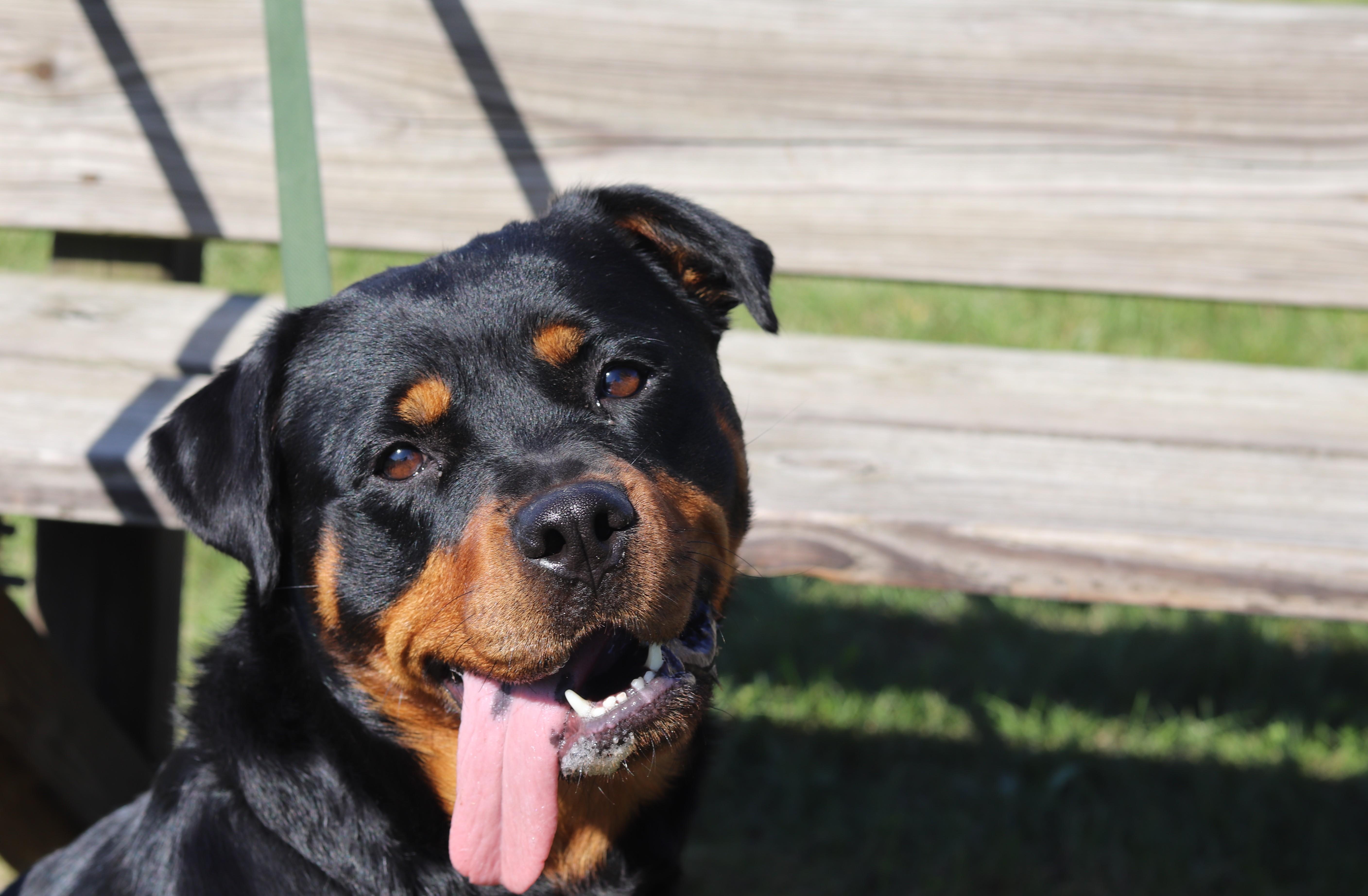 Enlarge Phoenix, a Adoptable Rottweiler in Ionia, MI image 4/6