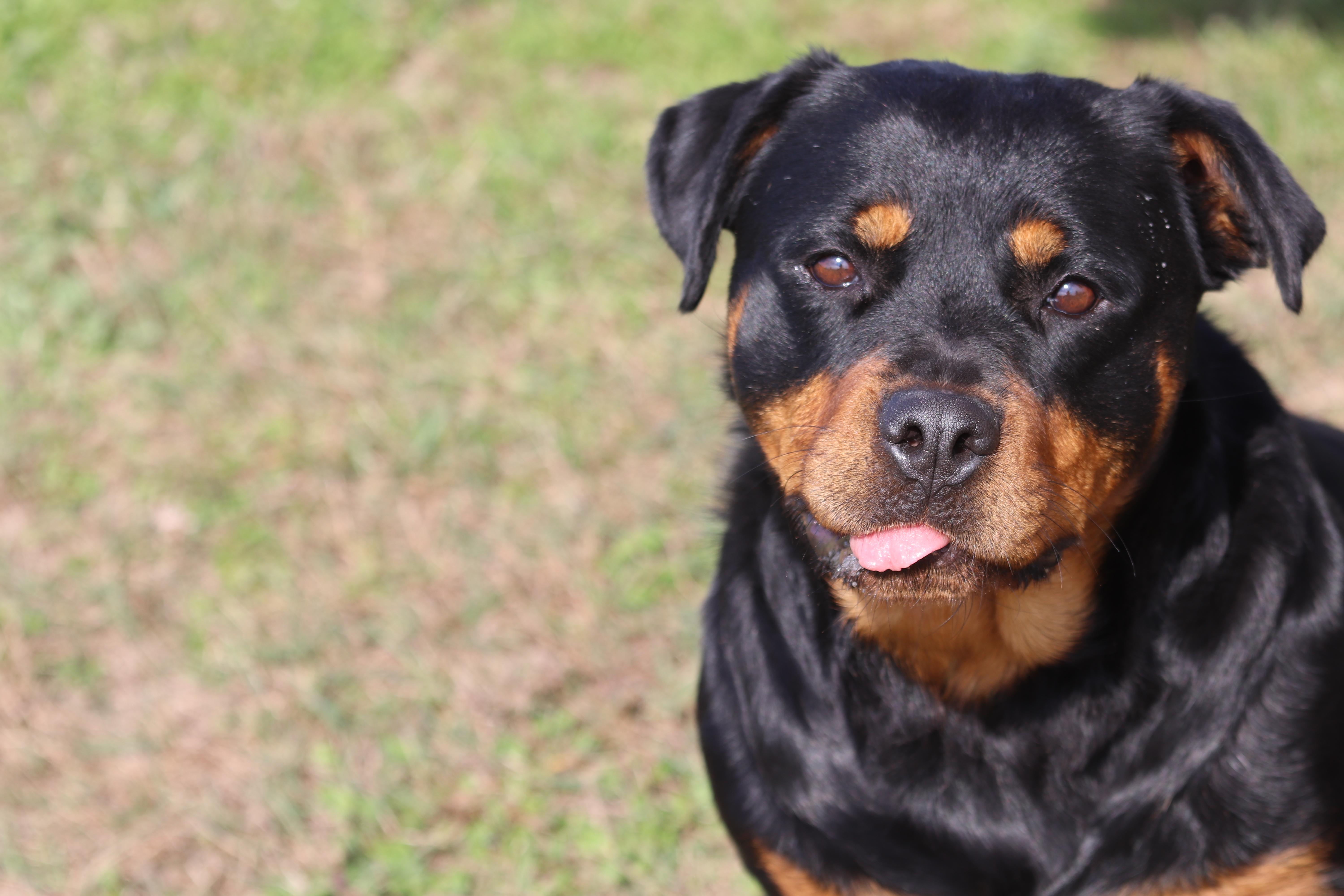 Enlarge Phoenix, a Adoptable Rottweiler in Ionia, MI image 6/6