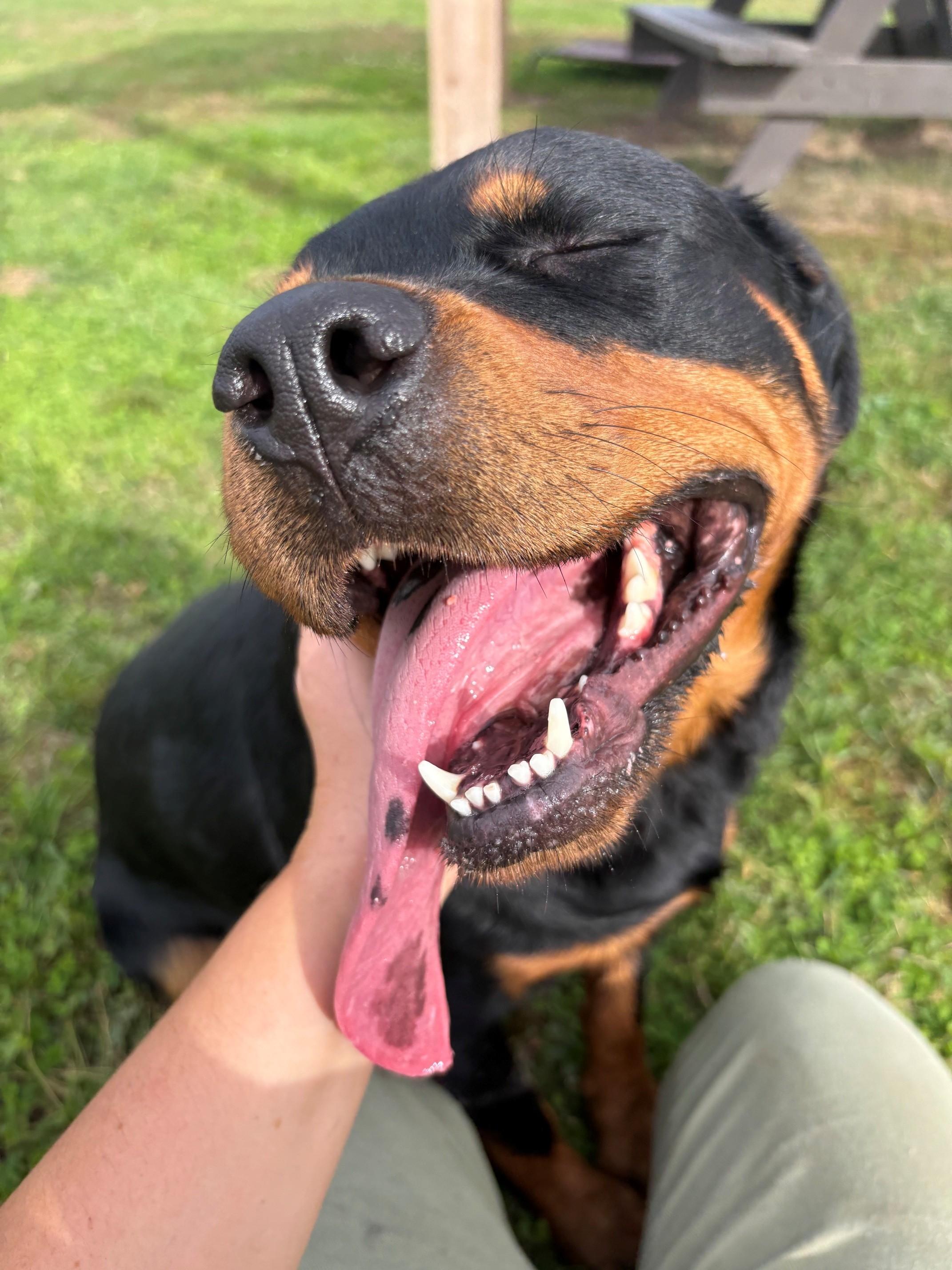 Enlarge Phoenix, a Adoptable Rottweiler in Ionia, MI image 2/6
