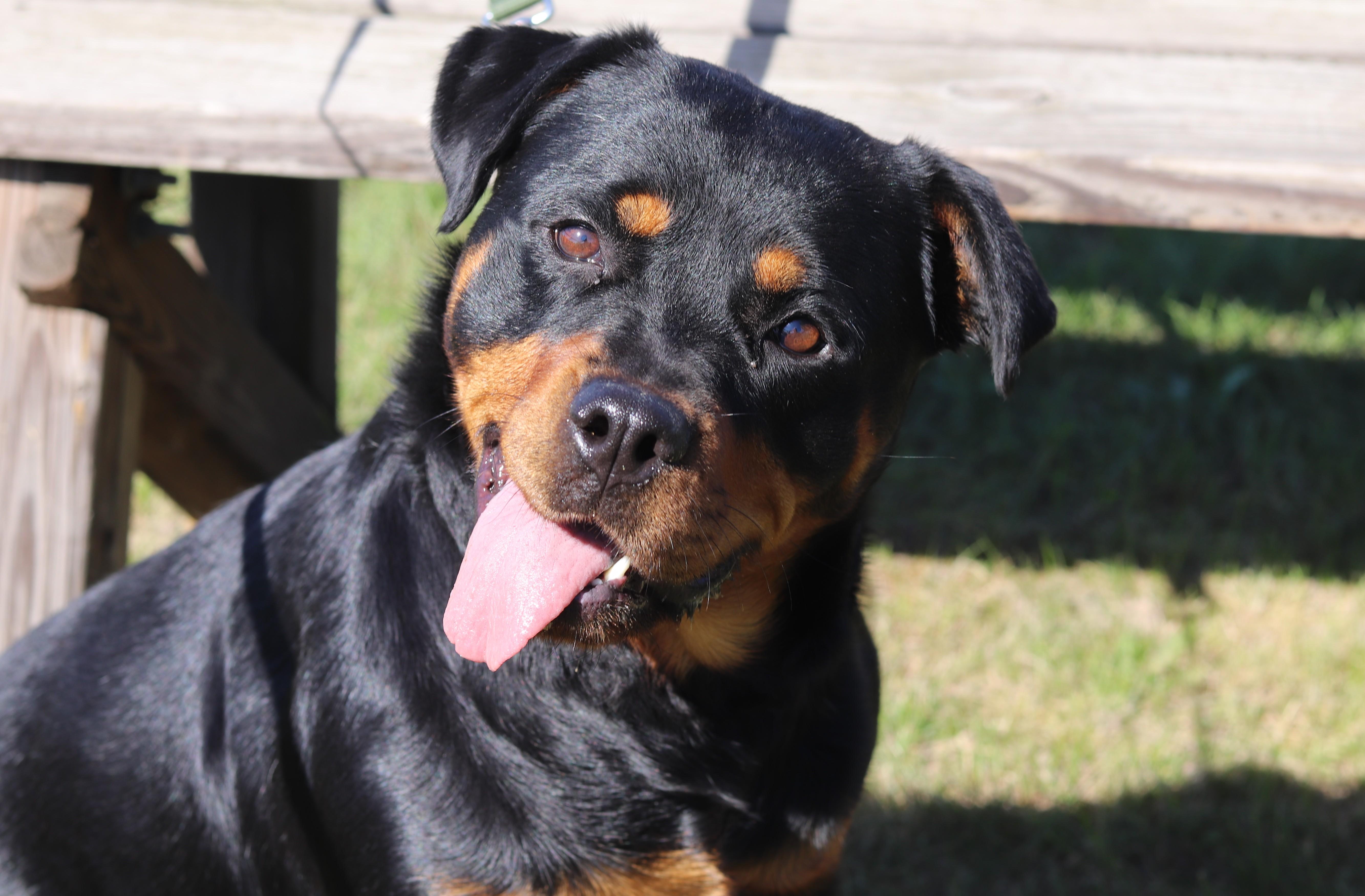 Enlarge Phoenix, a Adoptable Rottweiler in Ionia, MI image 3/6