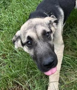 Reba, an adopted mixed breed in Stevensville, MI image 4/4