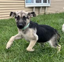 Reba, adopted, Puppy Female Anatolian Shepherd & Yellow Labrador Retriever.