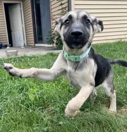 Reba, an adopted mixed breed in Stevensville, MI image 3/4