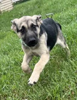 Reba, an adopted mixed breed in Stevensville, MI image 2/4