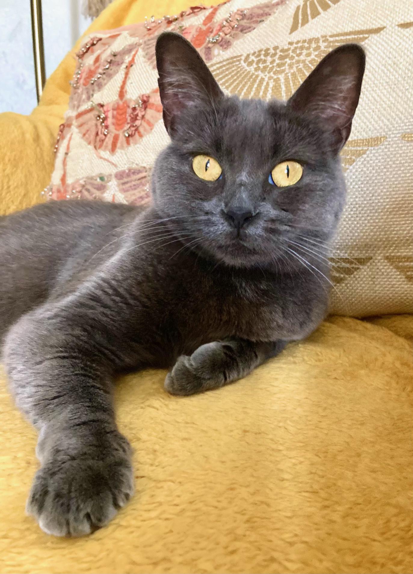 Enlarge Beauty, a Adoptable mixed breed in Los Angeles, CA image 1/6