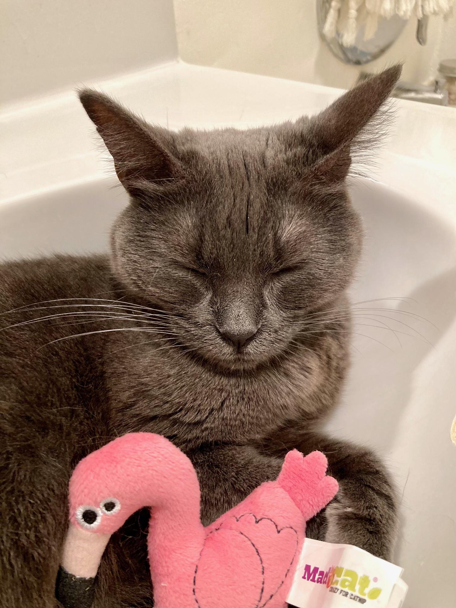 Enlarge Beauty, a Adoptable mixed breed in Los Angeles, CA image 2/6