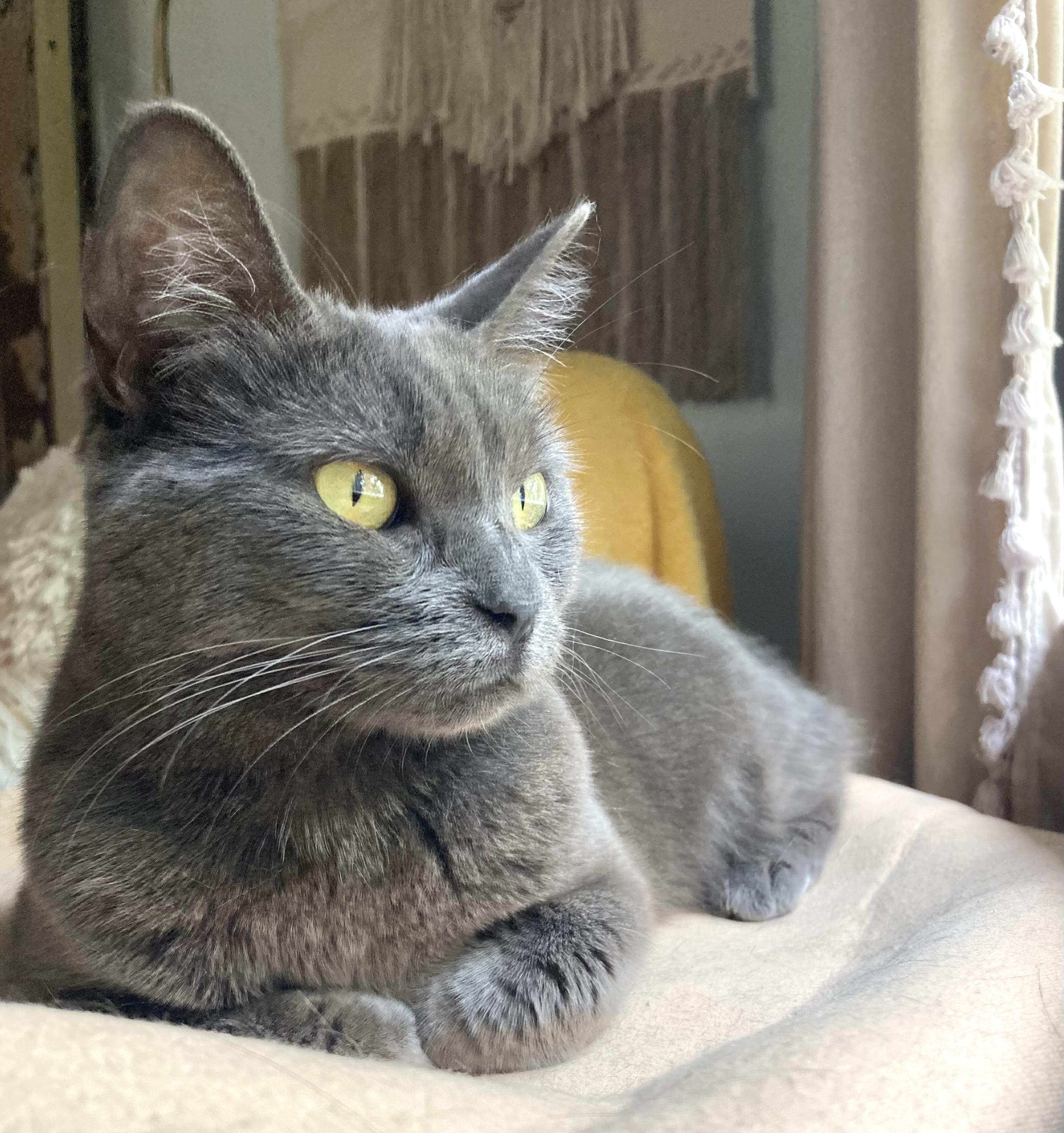 Enlarge Beauty, a Adoptable mixed breed in Los Angeles, CA image 3/6