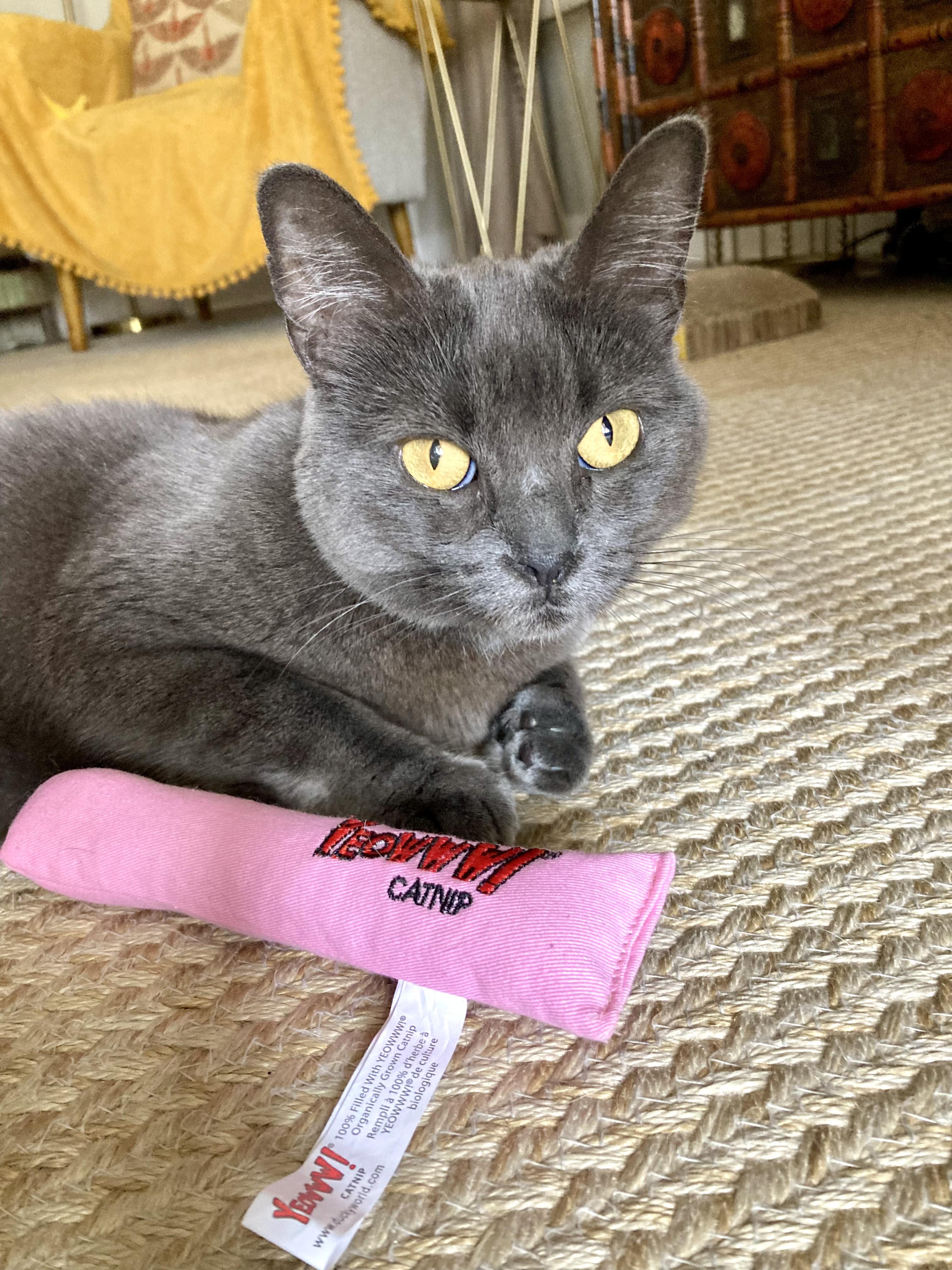 Enlarge Beauty, a Adoptable mixed breed in Los Angeles, CA image 4/6