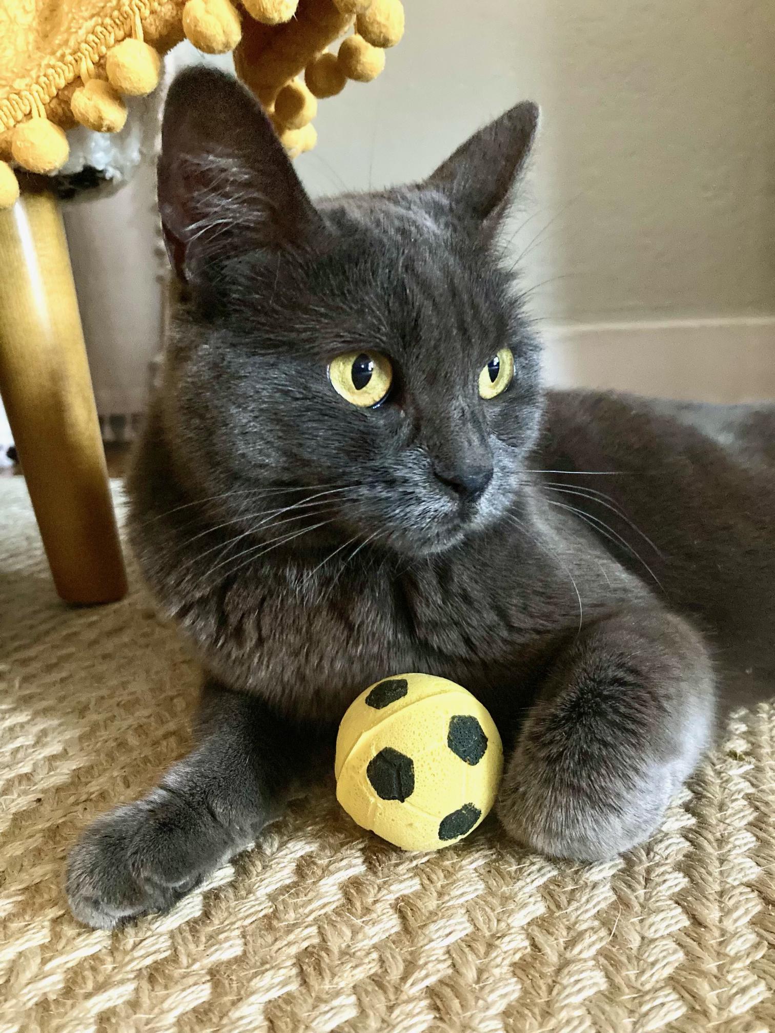 Enlarge Beauty, a Adoptable mixed breed in Los Angeles, CA image 5/6