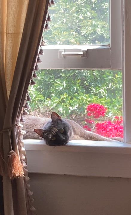 Enlarge Beauty, a Adoptable mixed breed in Los Angeles, CA video 6/6