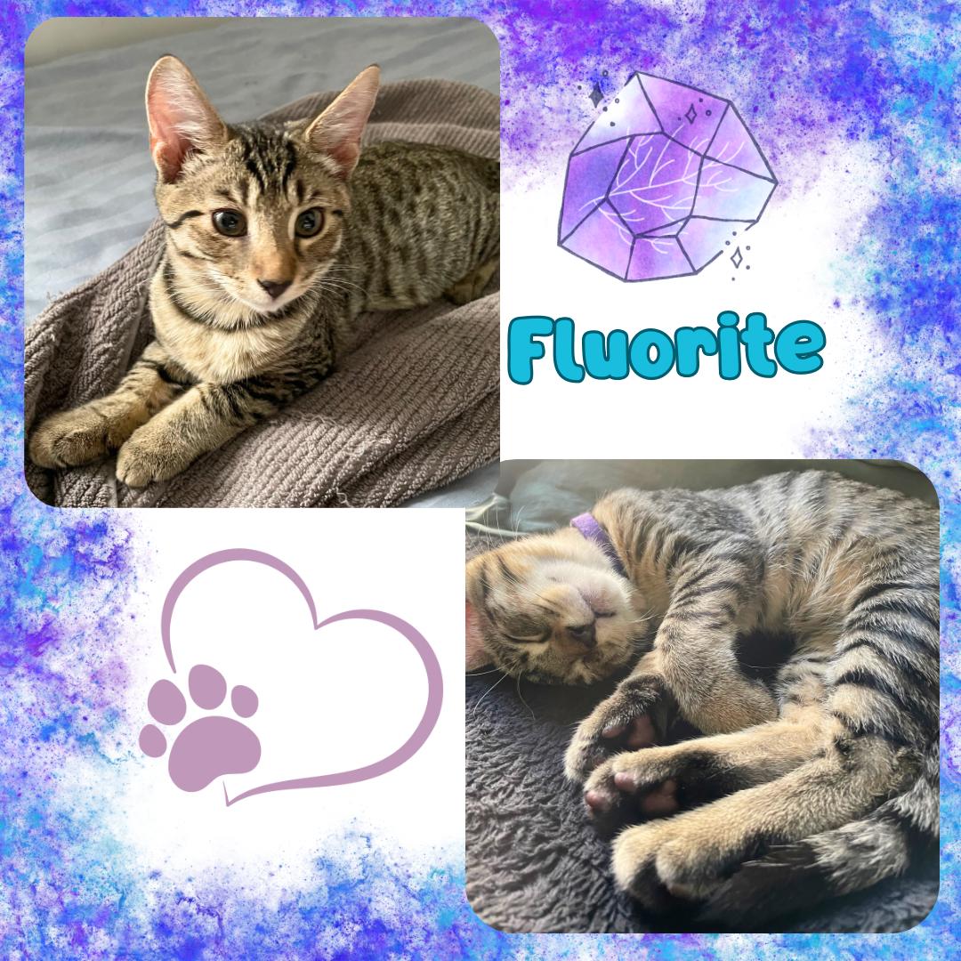 Peridot, Pyrite , and Fluorite