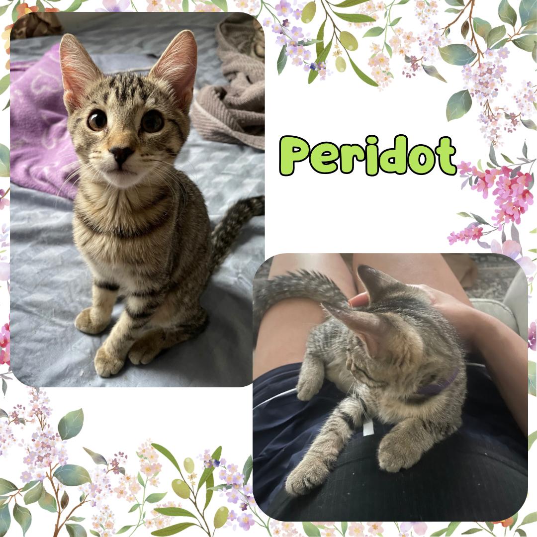 Peridot, Pyrite , and Fluorite