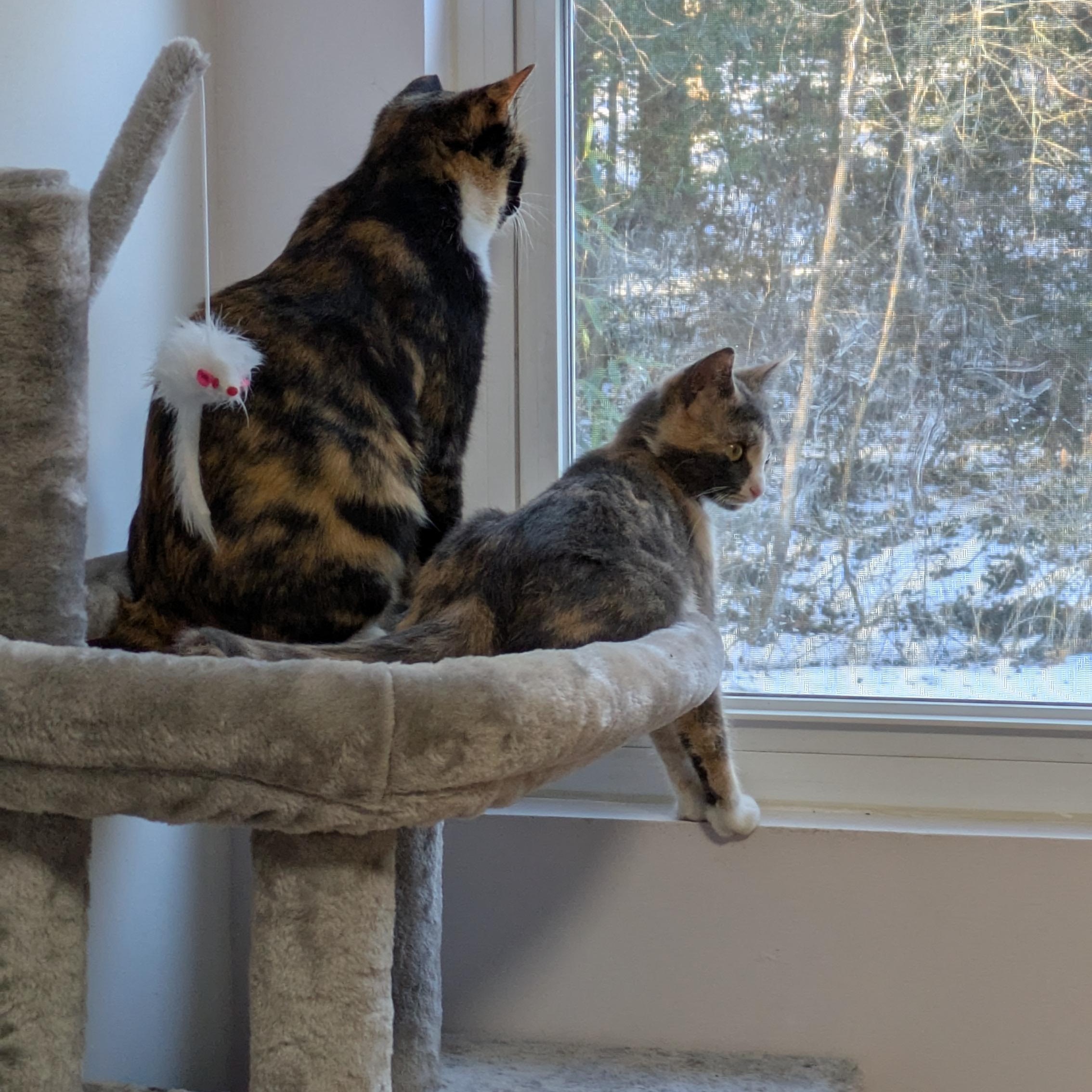 Enlarge Shake Your Flakes, a Adoptable Domestic Short Hair in Richmond, VA image 6/6