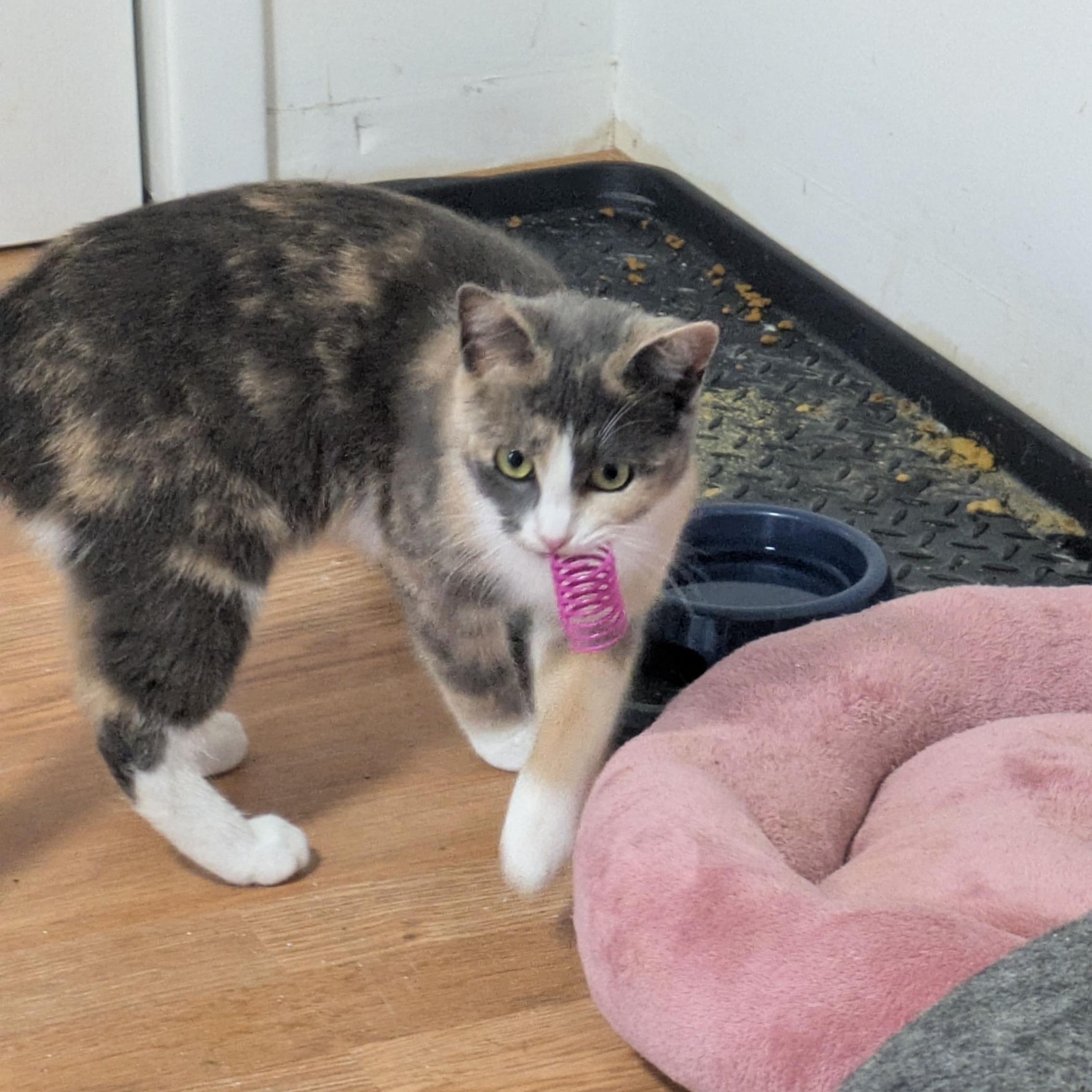 Enlarge Shake Your Flakes, a Adoptable Domestic Short Hair in Richmond, VA image 3/6