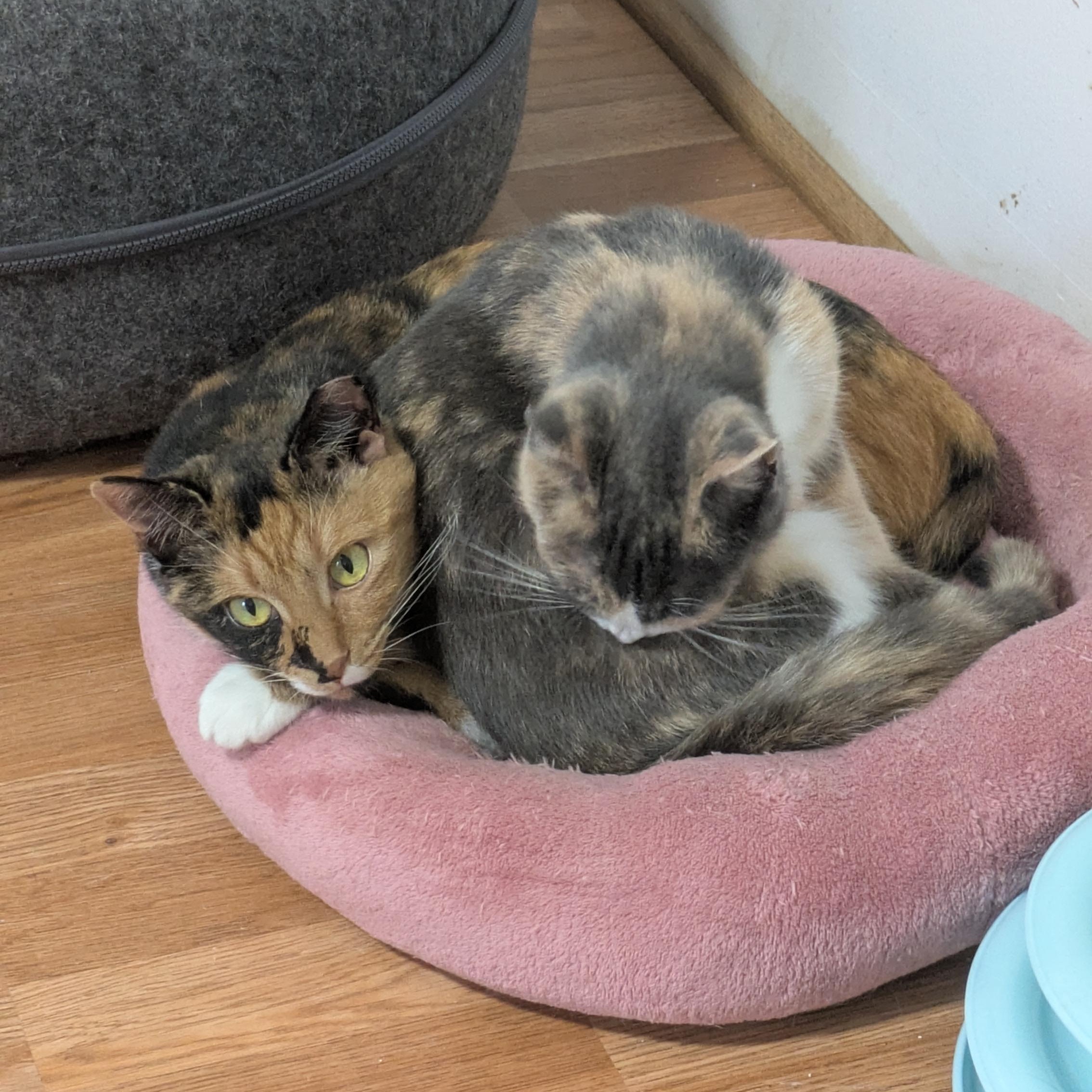 Enlarge Shake Your Flakes, a Adoptable Domestic Short Hair in Richmond, VA image 4/6