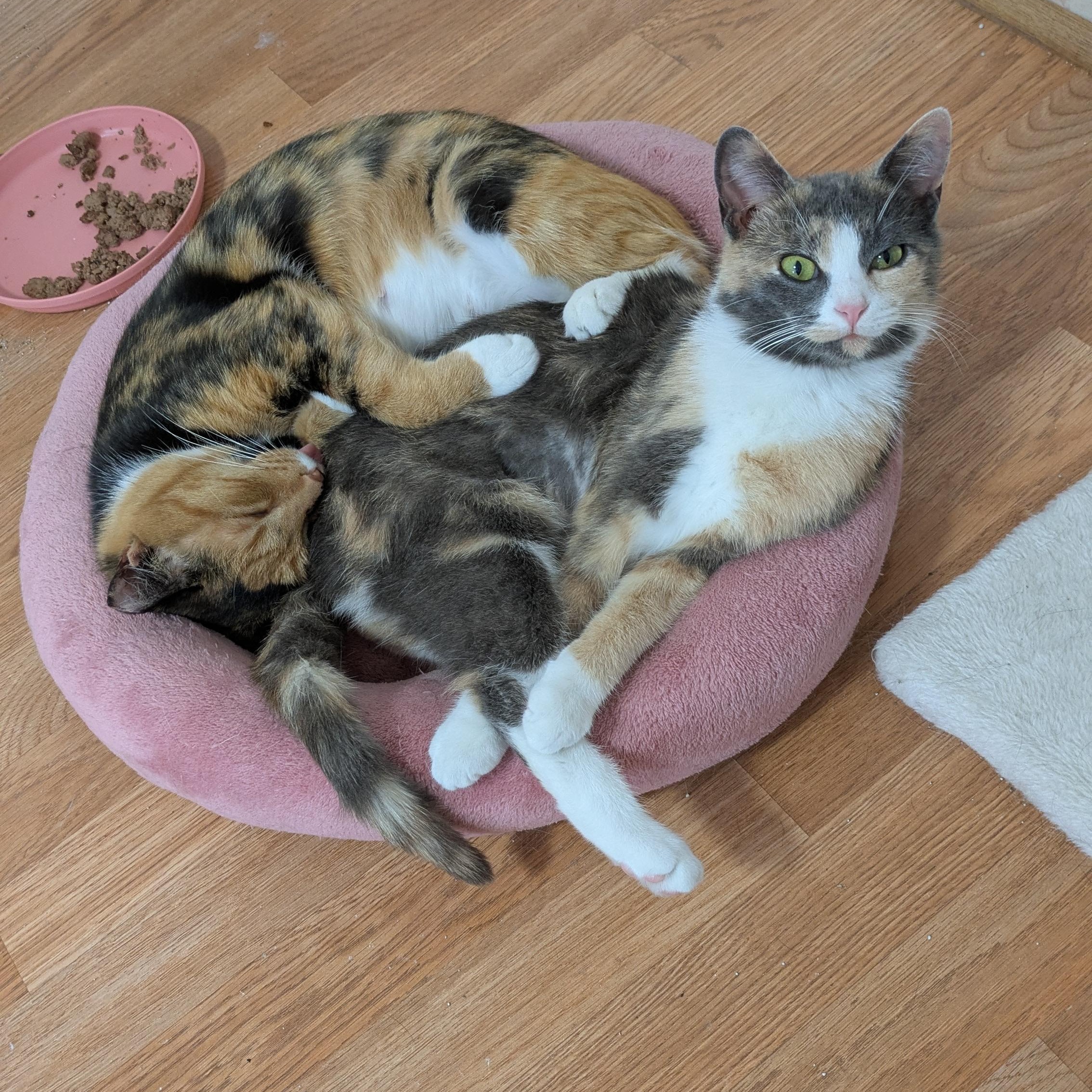 Enlarge Shake Your Flakes, a Adoptable Domestic Short Hair in Richmond, VA image 5/6