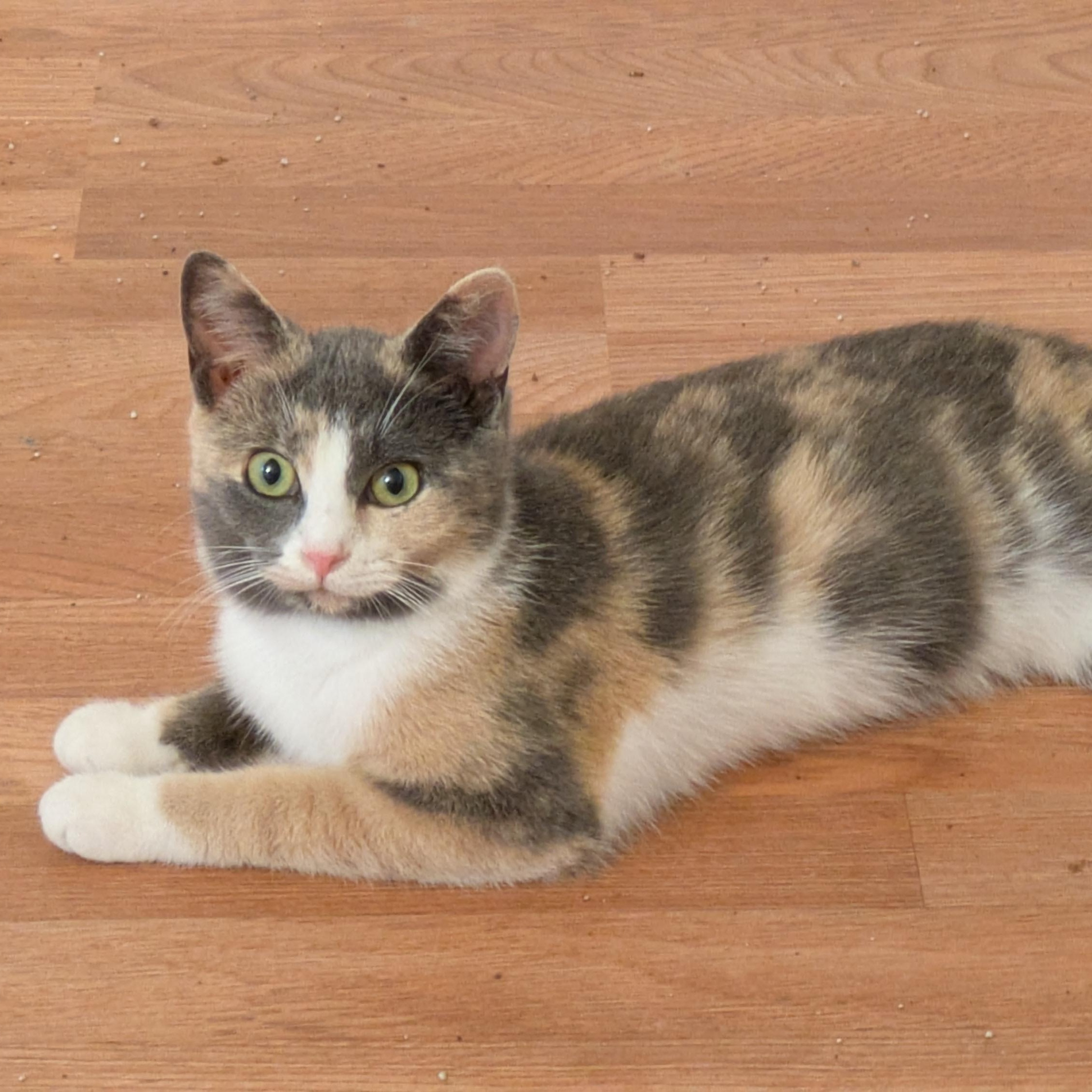 Enlarge Shake Your Flakes, a Adoptable Domestic Short Hair in Richmond, VA image 1/6