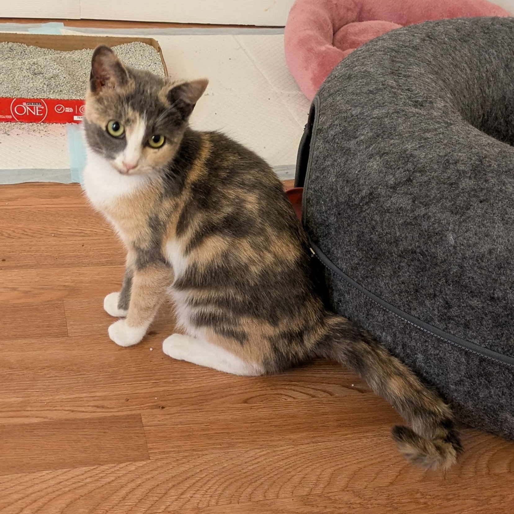 Enlarge Shake Your Flakes, a Adoptable Domestic Short Hair in Richmond, VA image 2/6