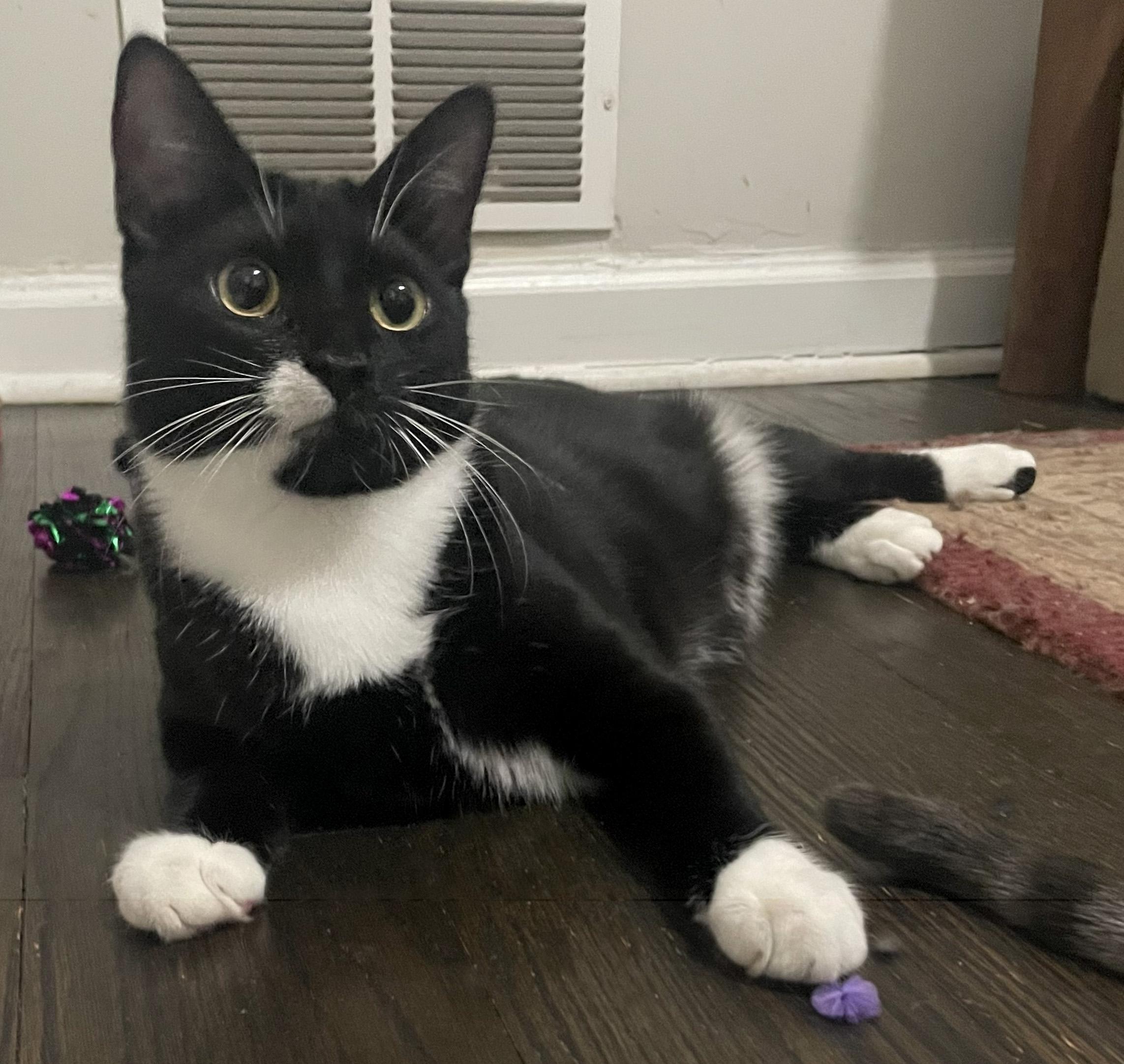 Enlarge Eggroll, a Adoptable Domestic Short Hair in Smyrna, GA image 3/6