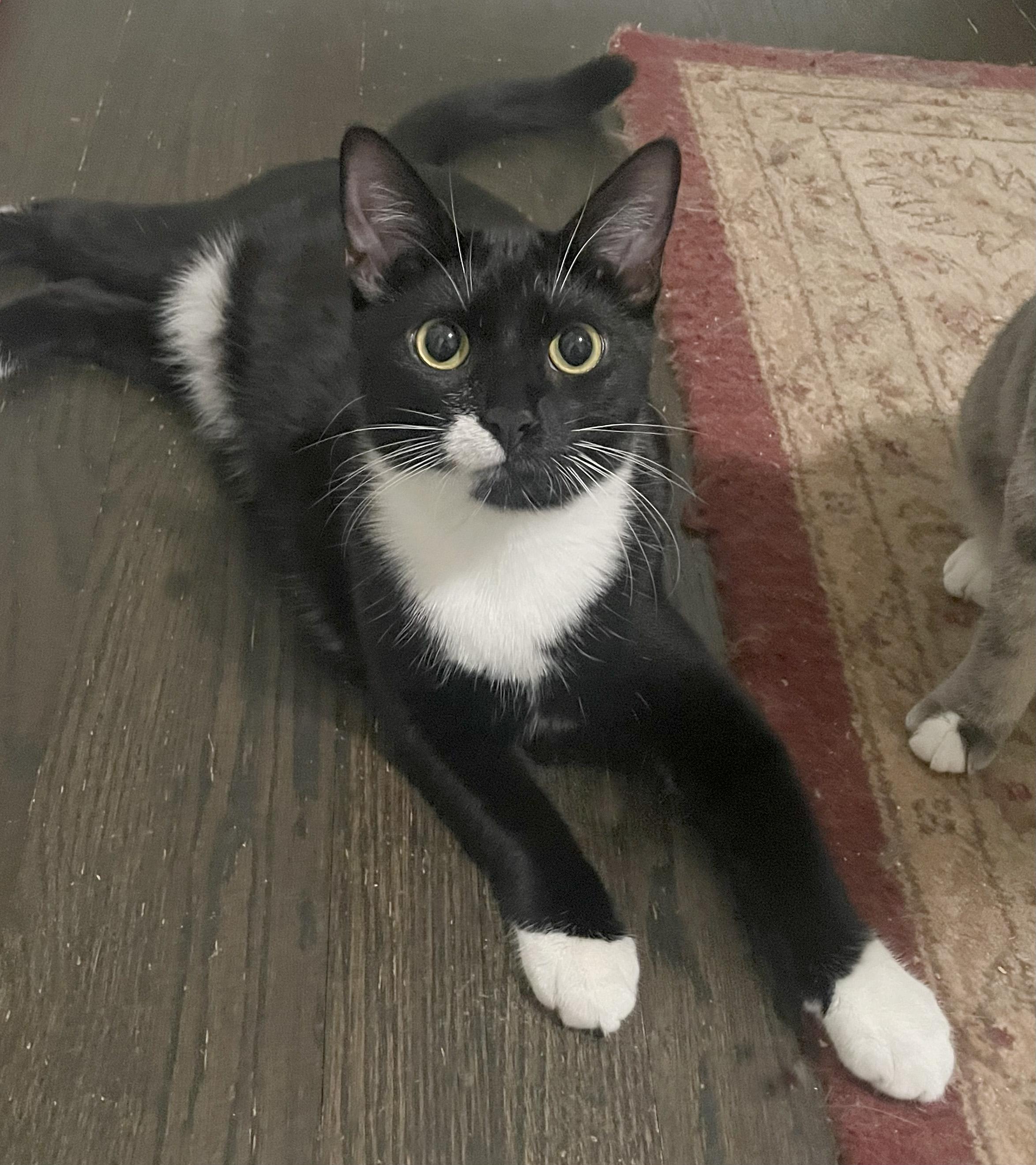 Enlarge Eggroll, a Adoptable Domestic Short Hair in Smyrna, GA image 4/6