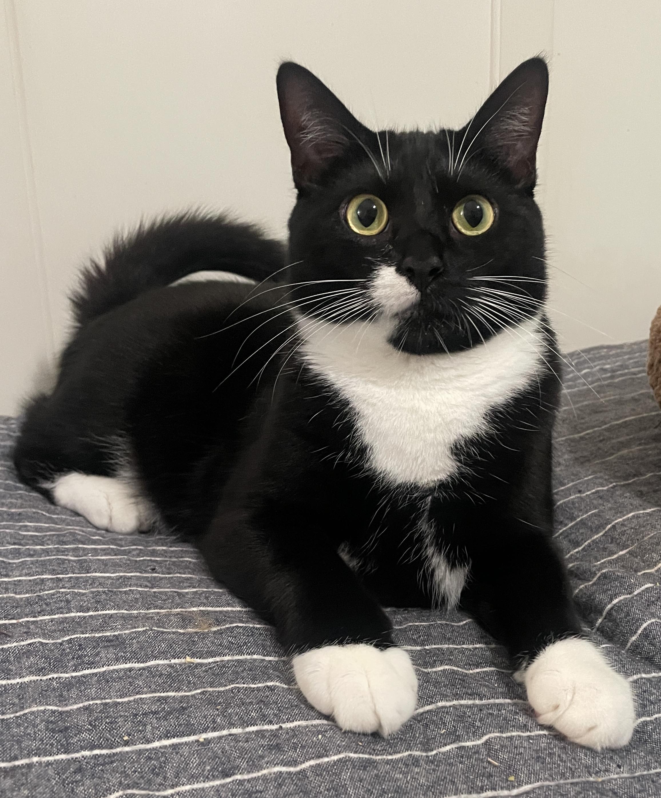 Enlarge Eggroll, a Adoptable Domestic Short Hair in Smyrna, GA image 1/6