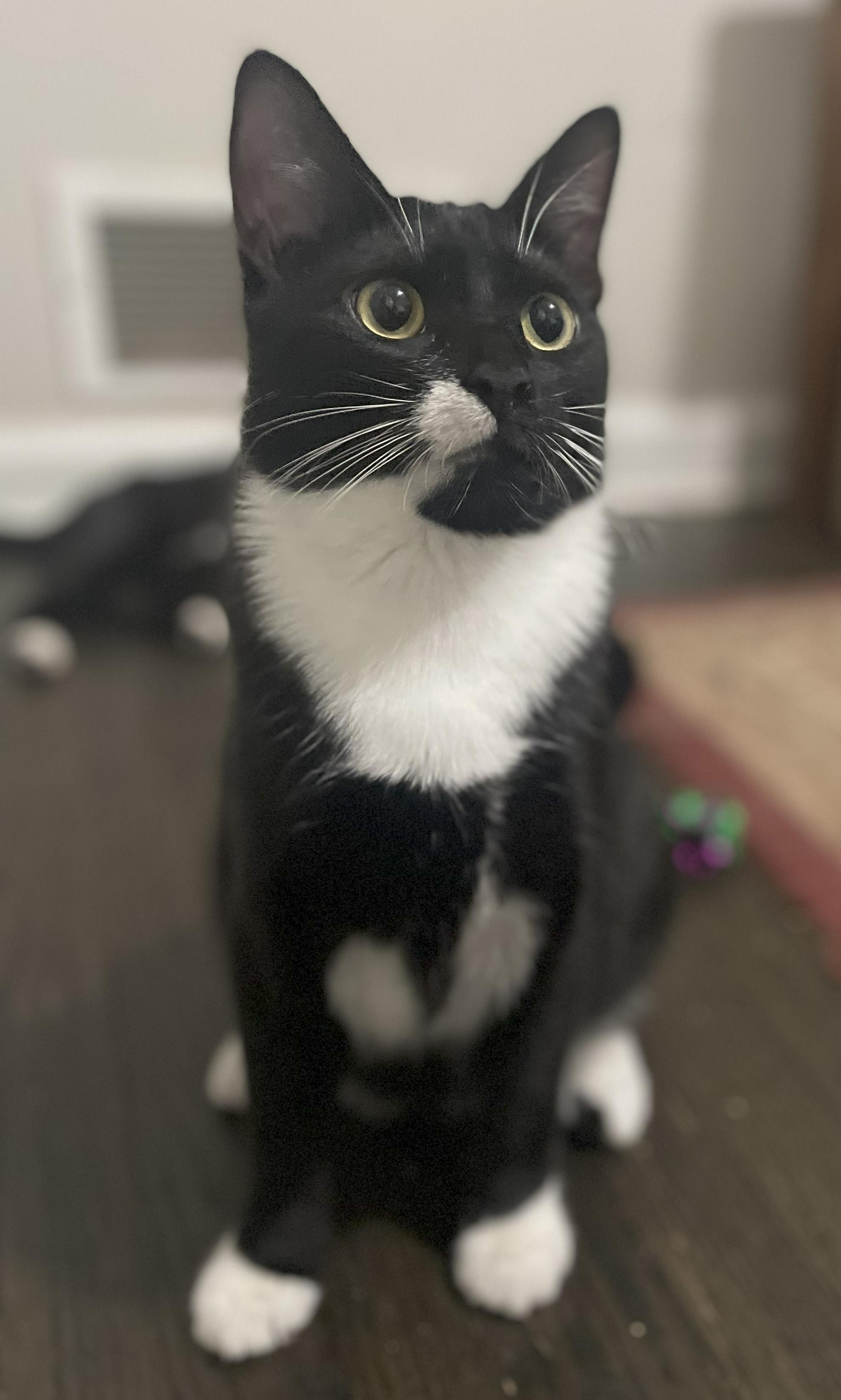 Enlarge Eggroll, a Adoptable Domestic Short Hair in Smyrna, GA image 5/6