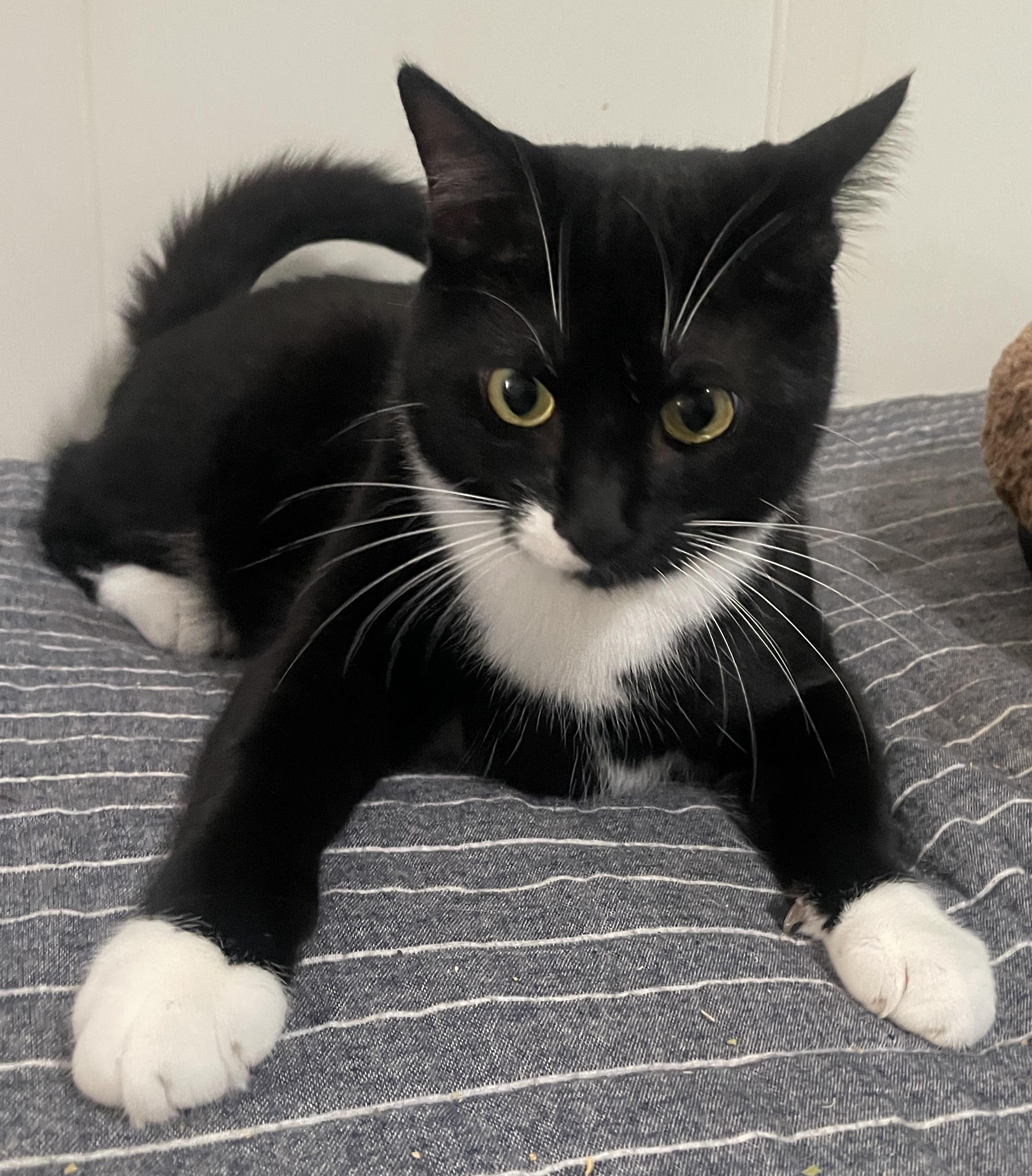 Enlarge Eggroll, a Adoptable Domestic Short Hair in Smyrna, GA image 2/6