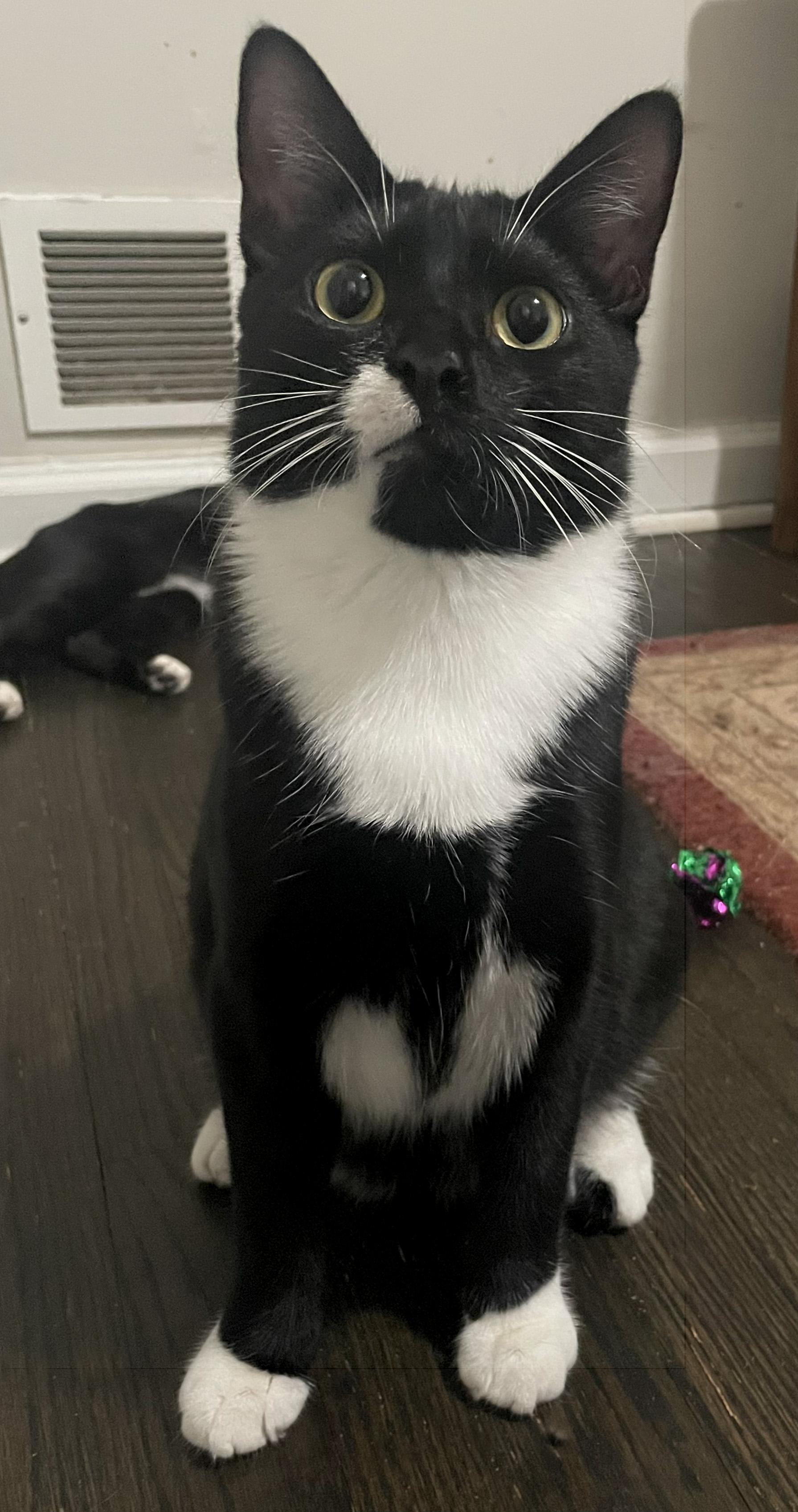 Enlarge Eggroll, a Adoptable Domestic Short Hair in Smyrna, GA image 6/6